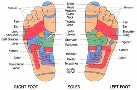 Reflexology Foot Chart